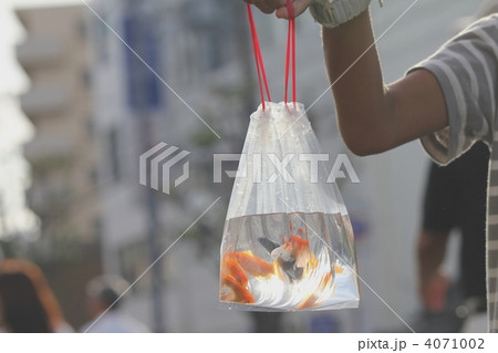 金魚 金魚 4071002