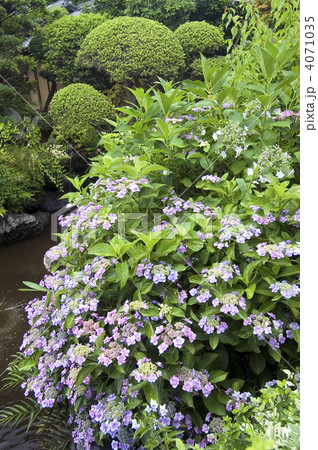 奈良　お房観音　円空庭　紫陽花 4071035