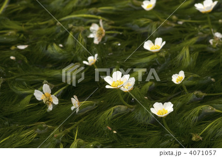 滋賀県　醒ヶ井　地蔵川　バイカモ 4071057