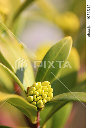 沈丁花の蕾 沈丁花の蕾 4071312