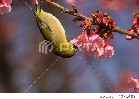寒緋桜（川津桜）の蜜を吸うメジロ 4071488