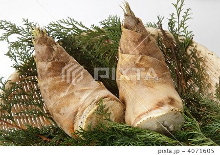 タケノコ タケノコ 4071605