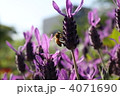 ラベンダーと蜜蜂 4071690