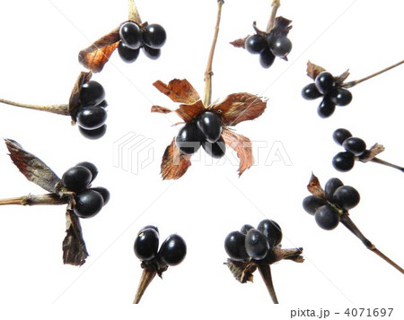 シロヤマブキの実 4071697