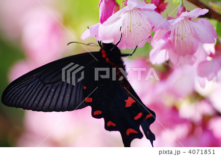 緋寒桜とベニモンアゲハ 緋寒桜とベニモンアゲハ 4071851