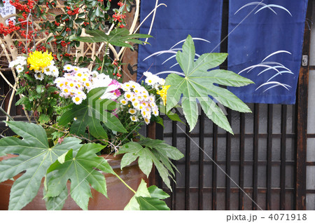 竹原・店先の生け花 4071918