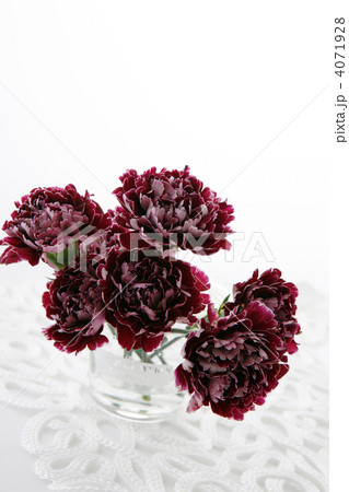 パープルのエレガントなカーネーション パープルのエレガントなカーネーション 4071928