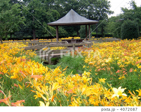 ネーブルパーク キスゲ園 ネーブルパーク キスゲ園 4072087