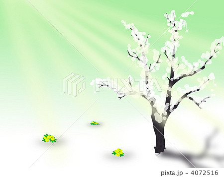 雪解け　福寿草 4072516