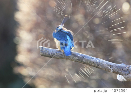 カワセミ 4072594