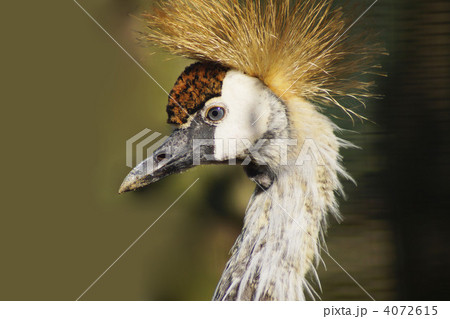 カンムリツル 4072615