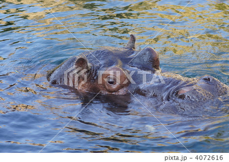 カバ カバ 4072616