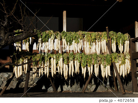 大根干しの風景 伊勢志摩 冬の風物詩 漬物作り 大根干しの風景 伊勢志摩 冬の風物詩 漬物作り 4072658