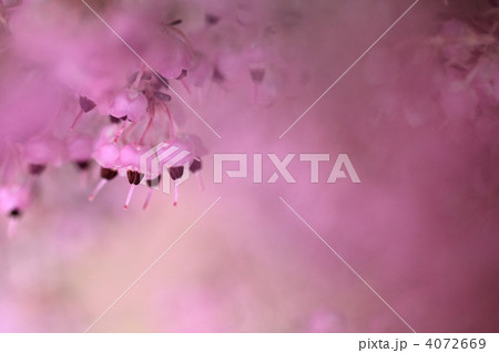 ジャノメエリカ 4072669