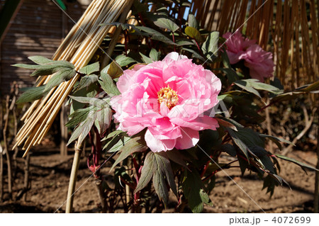 上野東照宮ぼたん苑のピンク色の牡丹の花 4072699