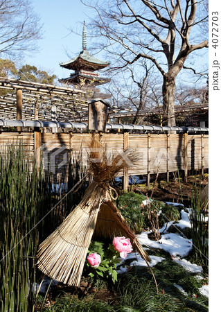 上野東照宮ぼたん苑のピンク色の冬牡丹の花と五重塔 4072703