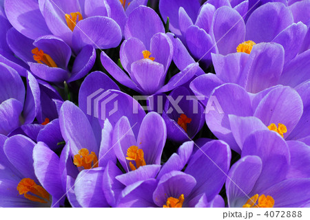 Purple crocus Purple crocus 4072888