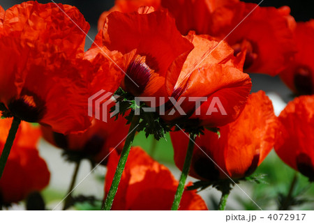Island poppies close Island poppies close 4072917