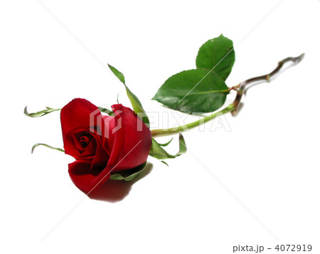 Red rose white background Red rose white background 4072919