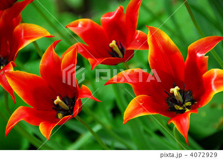 Red tulips Red tulips 4072929