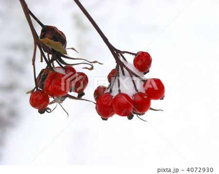 Red winter berries Red winter berries 4072930