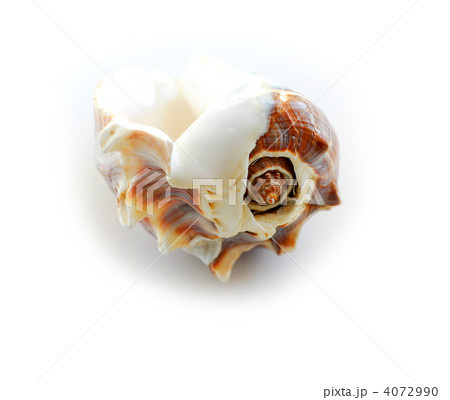 Sea shell 2 Sea shell 2 4072990