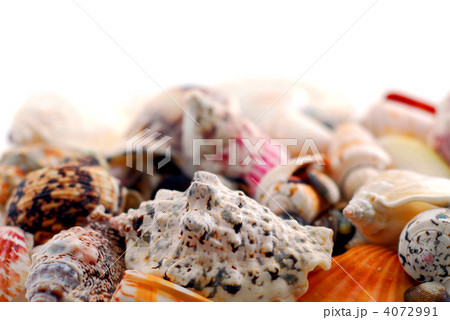 Sea shells Sea shells 4072991