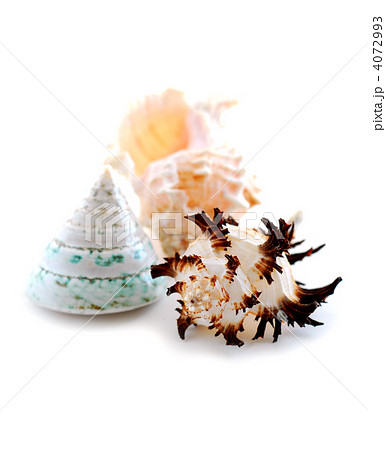 Sea shells on white Sea shells on white 4072993