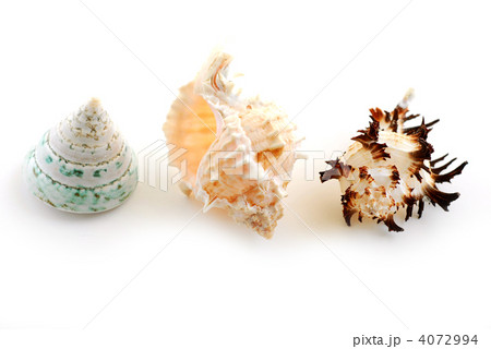 Sea shells Sea shells 4072994