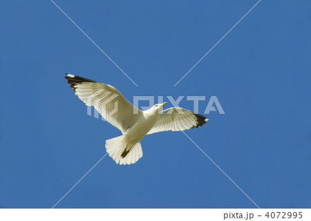 Flying bird Flying bird 4072995