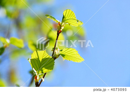 Spring tree Spring tree 4073093