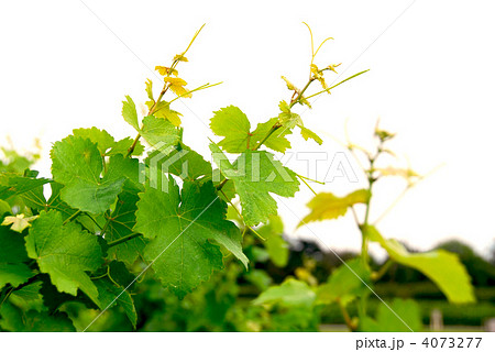 Grape vines 4073277
