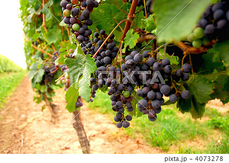Red grapes 4073278