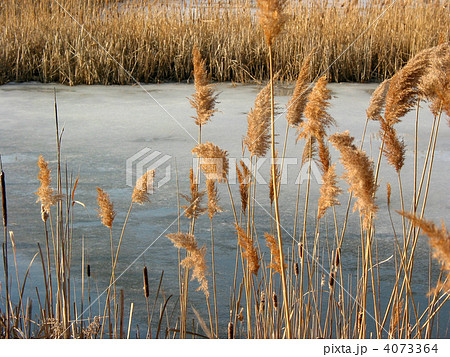 Reeds winter pond 4073364