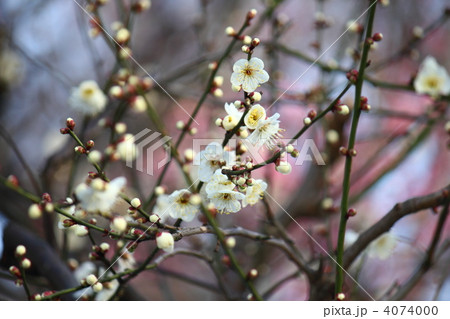 野梅 野梅 4074000