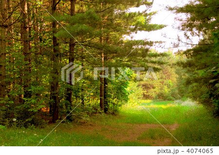 Sunny forest Sunny forest 4074065