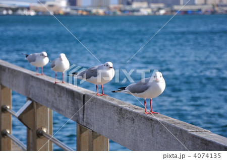 四羽のカモメ 四羽のカモメ 4074135