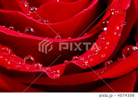 Red rose 4074306