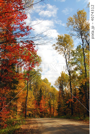 Forest road 4074312