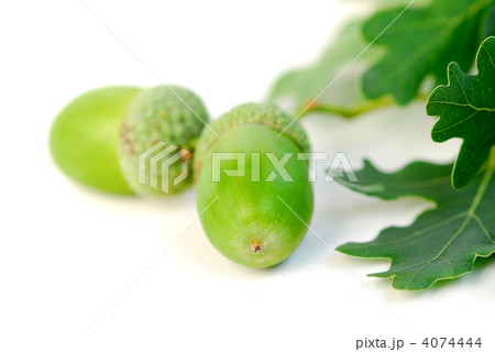 Acorn oak branch 4074444