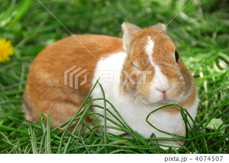 Winking bunny Winking bunny 4074507