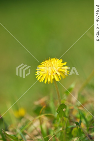 タンポポ 4074653