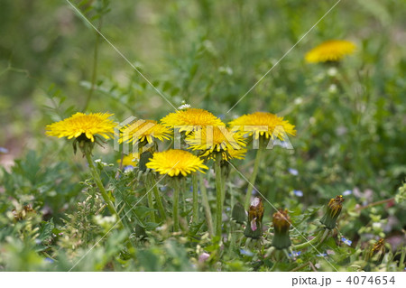 タンポポ 4074654
