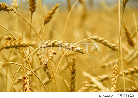 Grain field 4074815