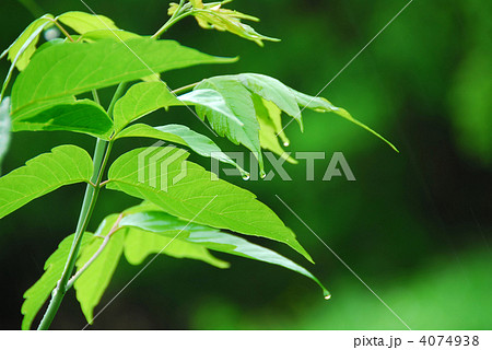 Green leaf rain 4074938