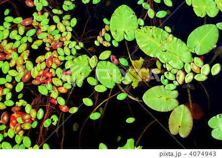 Lily pads 4074943