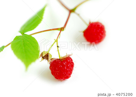 Raspberry branch white 4075200