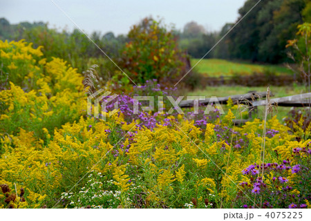 Rural landscape 4075225