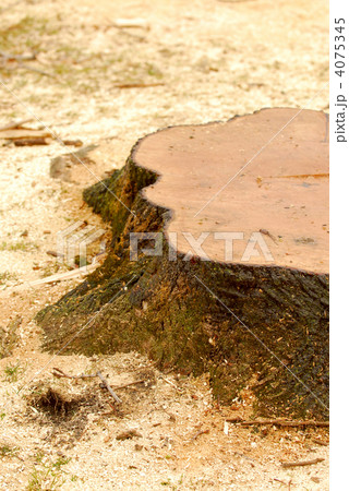 Tree stump 4075345