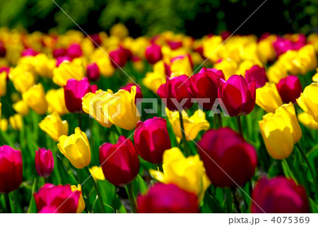 Tulip field 4075369